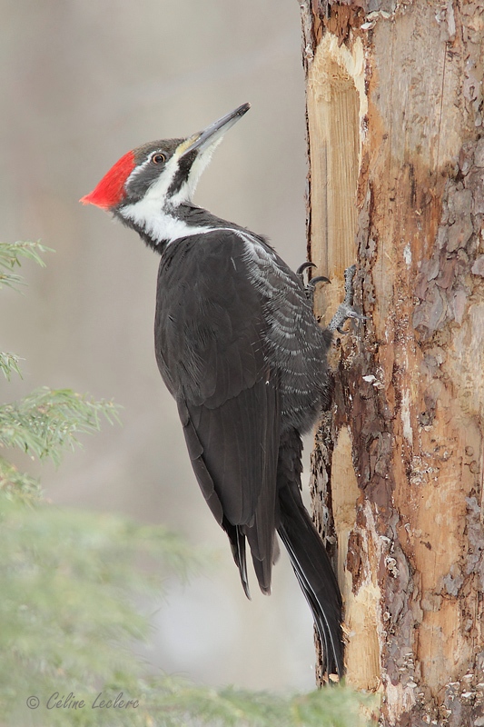 Grand Pic (femelle)_9378 - Pileated Woodpecker (f)