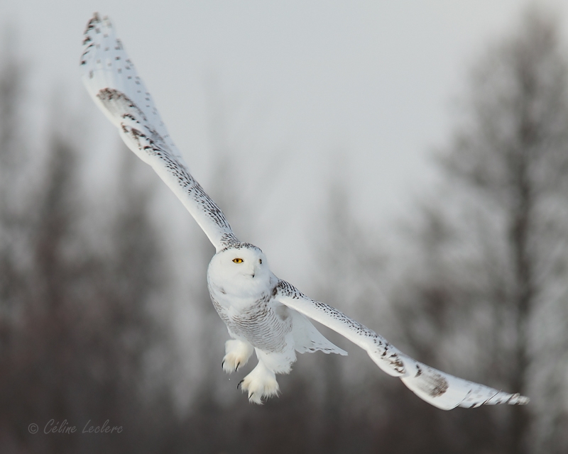 Harfang des neiges_9423 - Snowy Owl