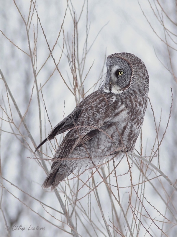 Chouette lapone_0549 - Great Gray Owl