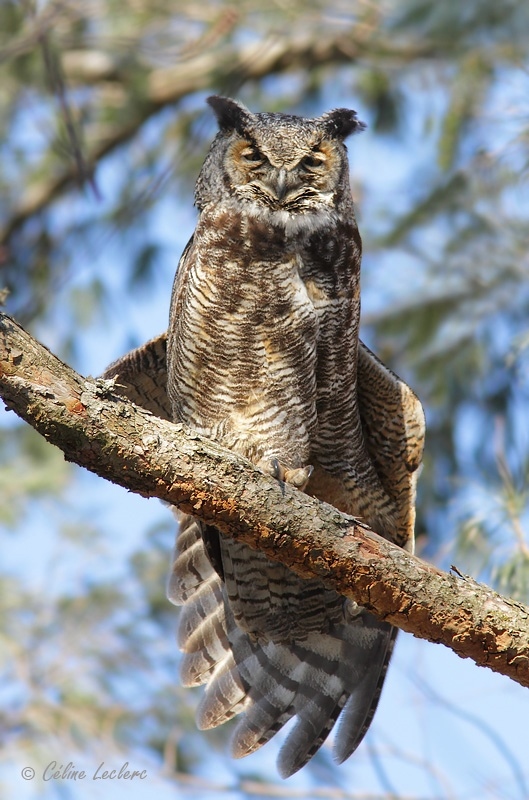 Grand-duc d'Amrique_3997 - Great Horned Owl