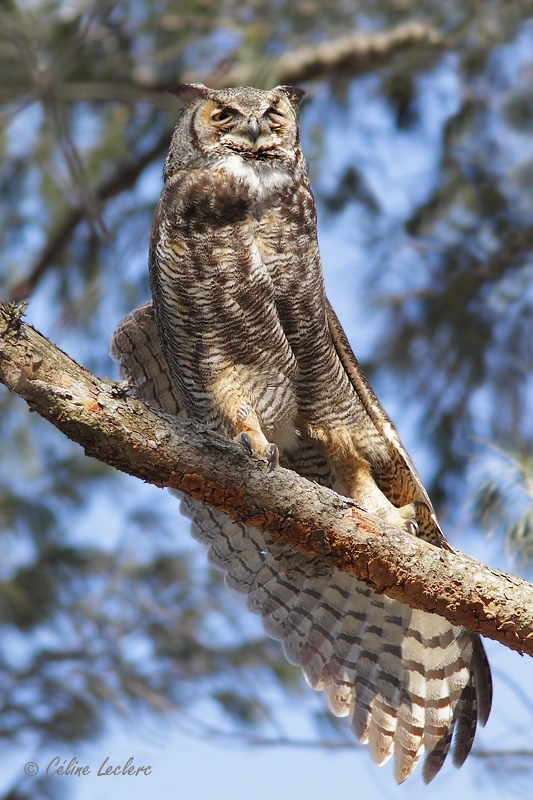 Grand-duc d'Amrique_3891 - Great Horned Owl