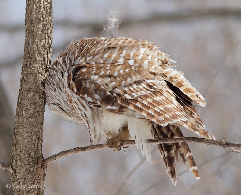 Chouette raye_8372 - Barred Owl
