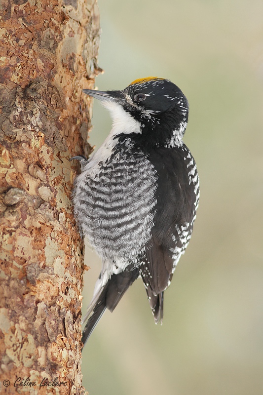 Pic  dos ray (mle)_3437- American Three-toed Woodpecker