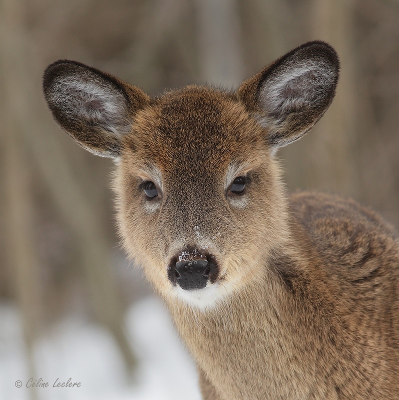 Cerf de Virginie_3556 - White-tailed Deer 