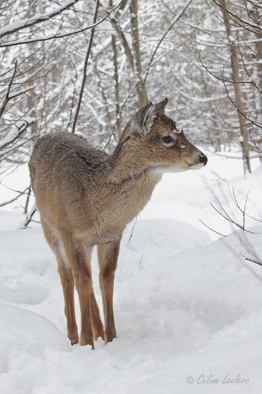 Cerf de Virginie_3973 - White-tailed Deer 