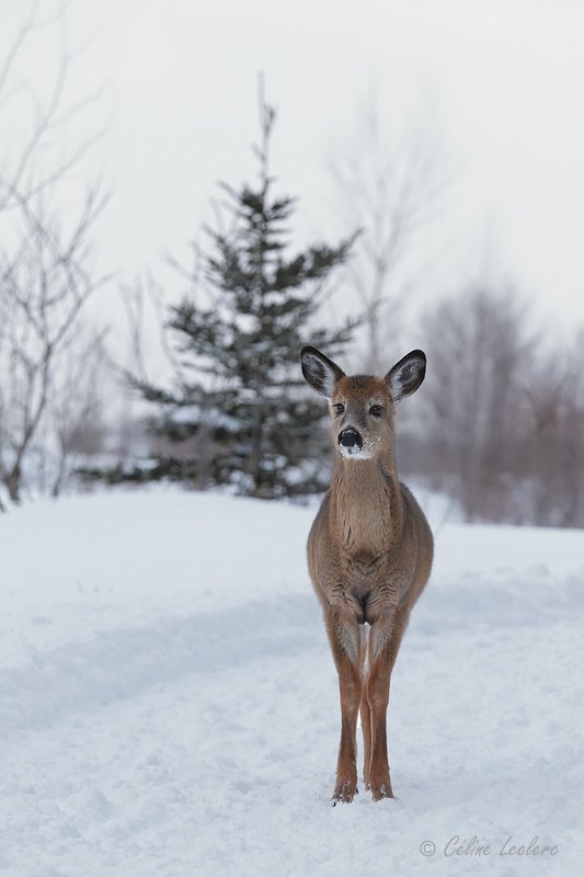 Cerf de Virginie_4568 - White-tailed Deer 