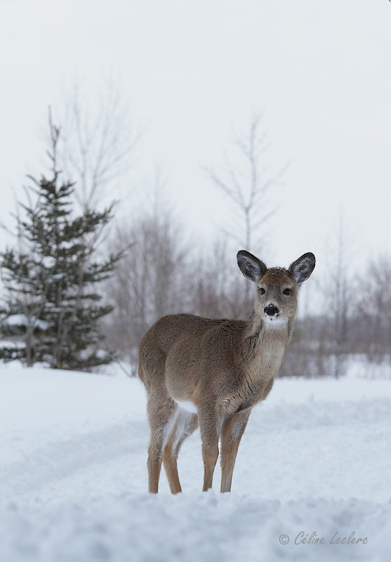 Cerf de Virginie_4549 - White-tailed Deer 