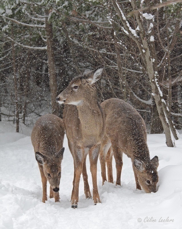 Cerf de Virginie_3690 - White-tailed Deer 