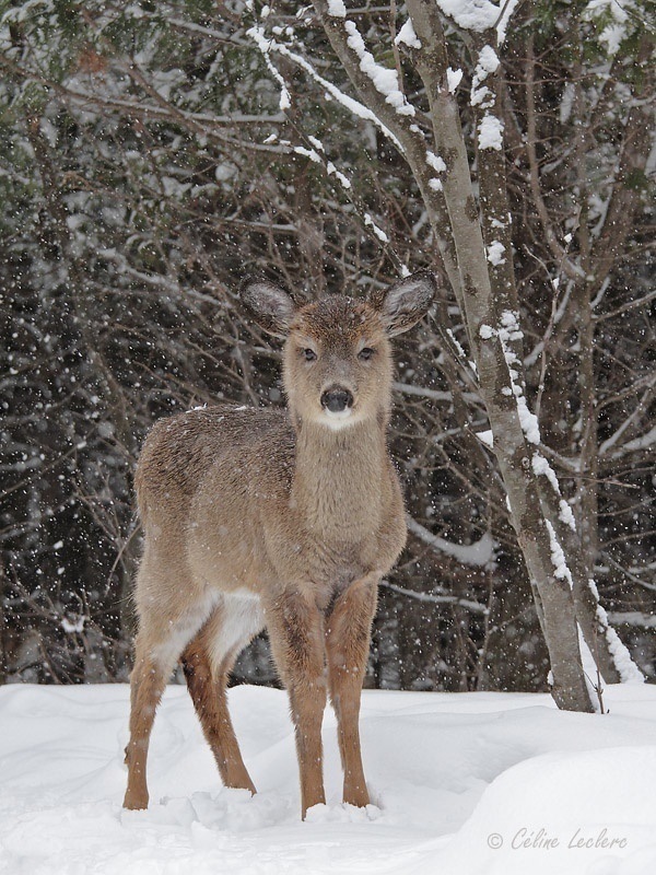 Cerf de Virginie_3624 - White-tailed Deer 