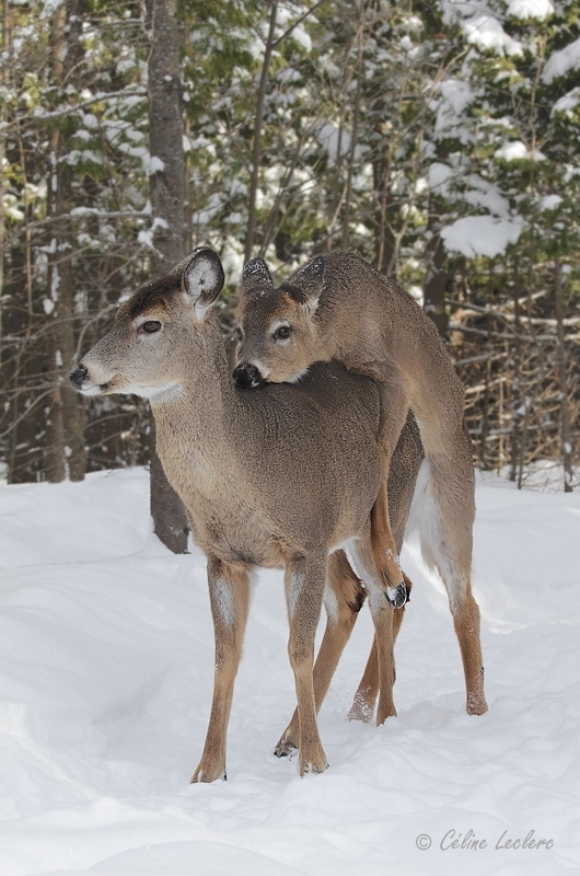 Cerf de Virginie_4390 - White-tailed Deer 