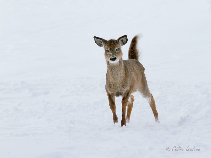 Cerf de Virginie_4618 - White-tailed Deer 
