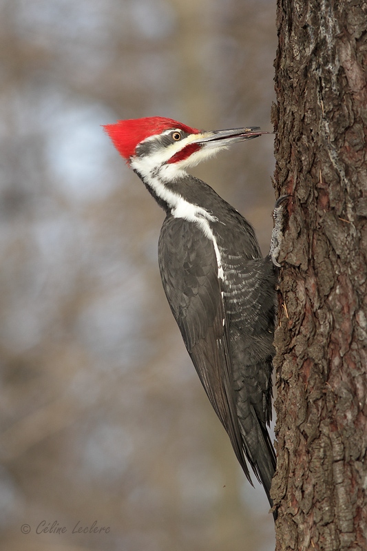 Grand Pic (m)_4868 - Pileated Woodpecker (m)
