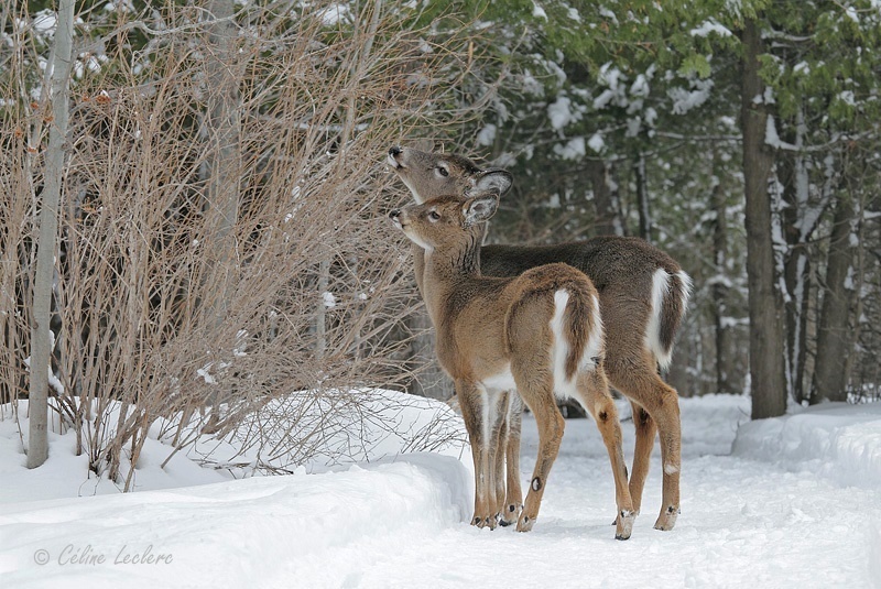 Cerf de Virginie_4277 - White-tailed Deer 