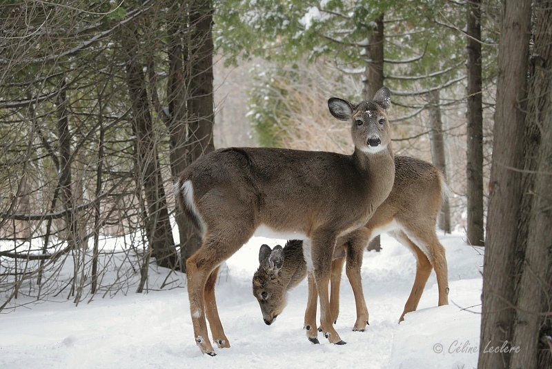 Cerf de Virginie_4182 - White-tailed Deer 