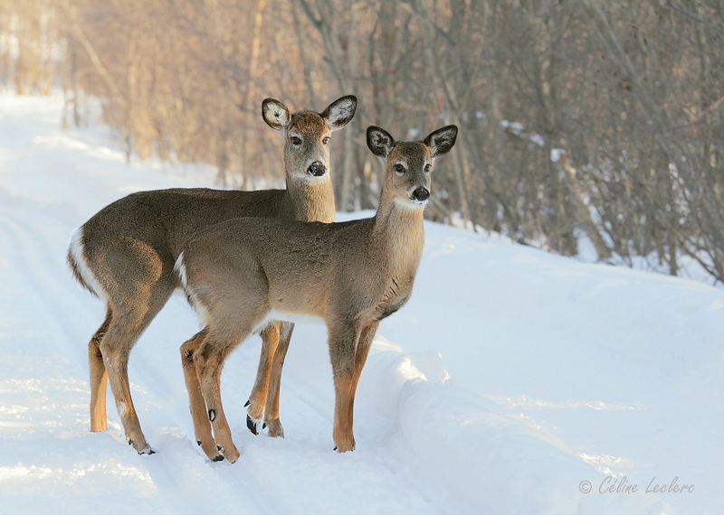 Cerf de Virginie_4688 - White-tailed Deer 