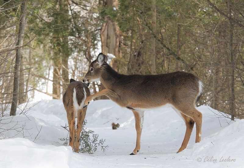 Cerf de Virginie_4965 - White-tailed Deer 