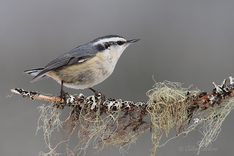 Sittelle à poitrine rousse (femelle)_5750 - Red-breasted Nuthatch