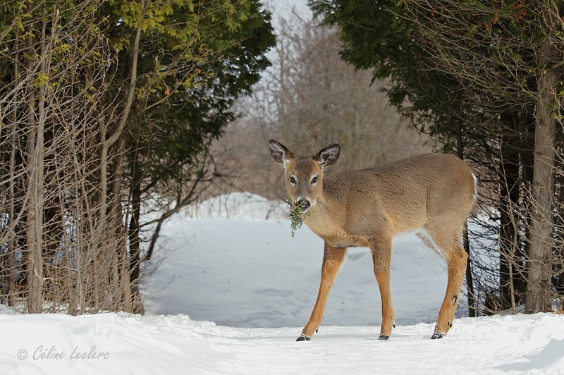 Cerf de Virginie_4958 - White-tailed Deer 