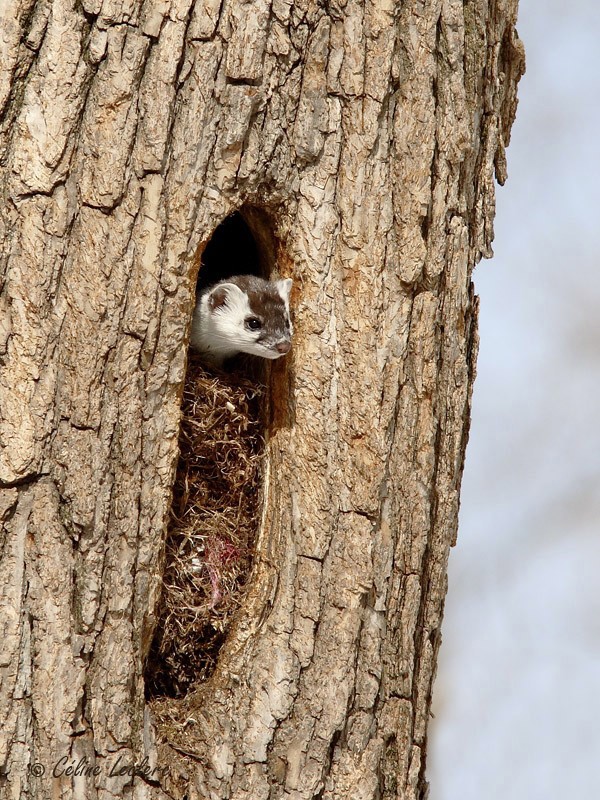 Hermine_5856 - Ermine