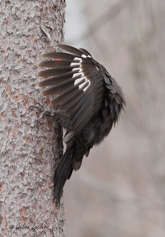 Grand Pic (femelle)_8390 - Pileated Woodpecker 
