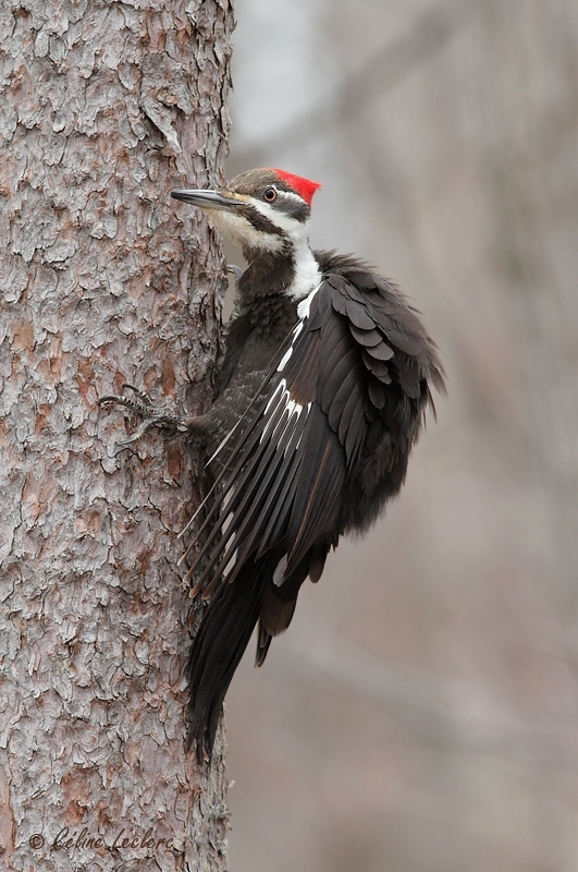 Grand Pic (femelle)_8385 - Pileated Woodpecker 