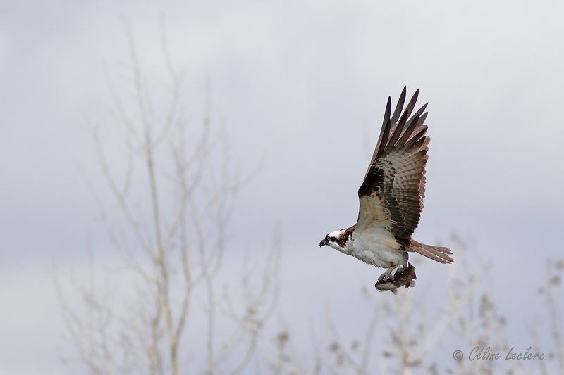 Balbuzard pcheur_8925 - Osprey