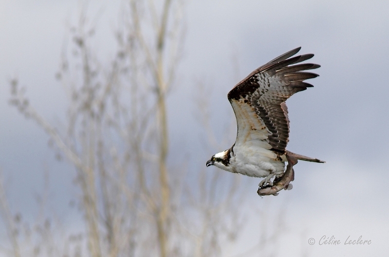 Balbuzard pcheur_8923 - Osprey