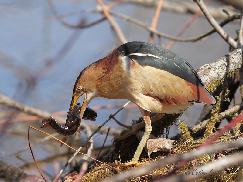 Petit Blongios_0335 - Least Bittern