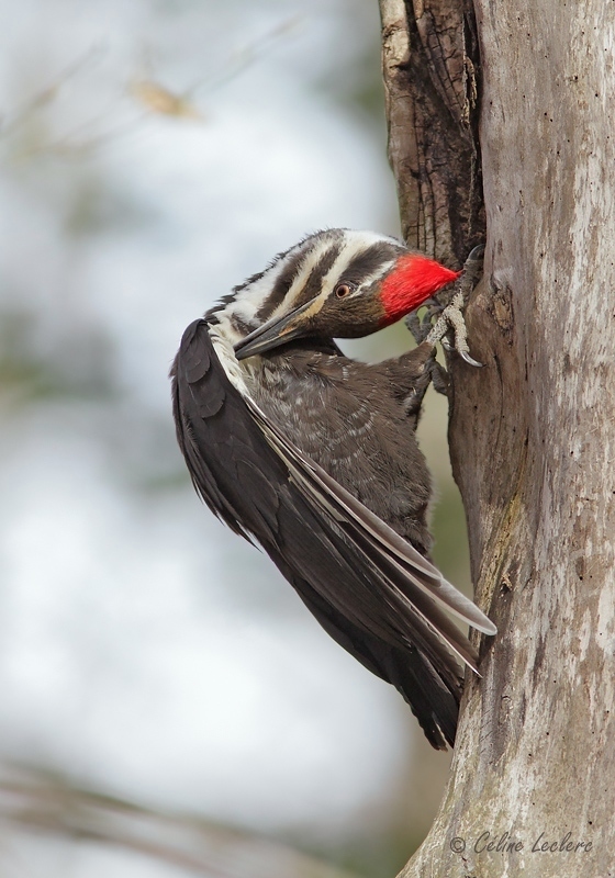 Grand Pic (femelle)_1636 - Pileated Woodpecker 