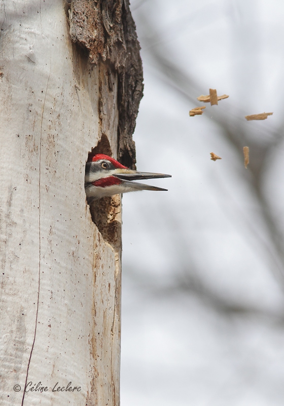 Grand Pic (mle)_7485 - Pileated Woodpecker 