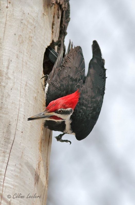 Grand Pic (mle)_7469 - Pileated Woodpecker 