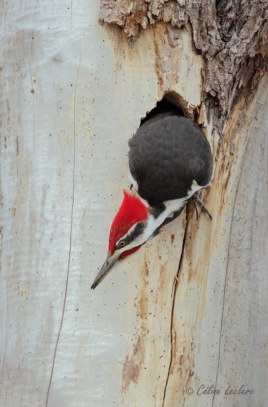 Grand Pic (mle)_7357 - Pileated Woodpecker 