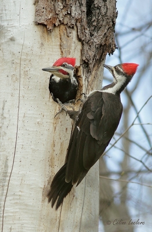 Grand Pic_1299.jpg - Pileated Woodpecker 
