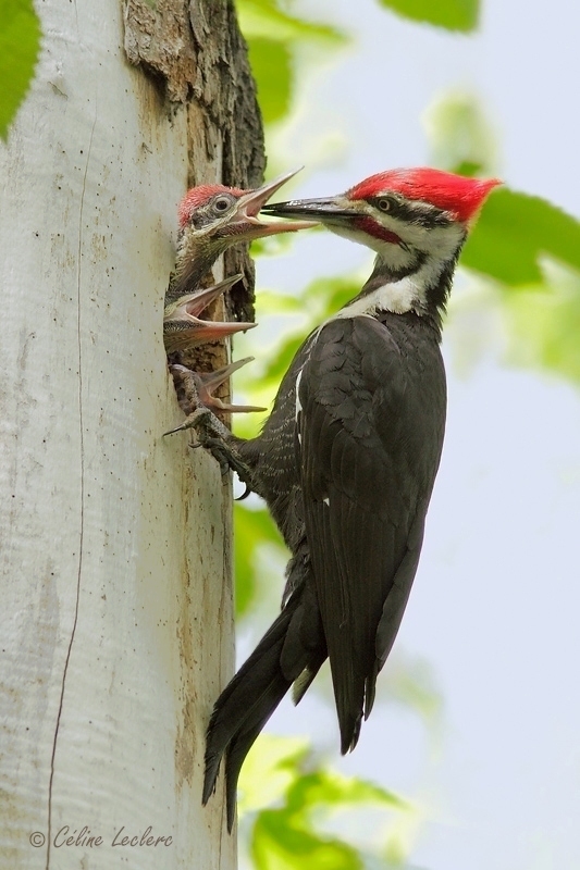 Grand Pic_5528 - Pileated Woodpecker 