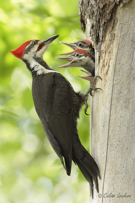 Grand Pic_6292 - Pileated Woodpecker 