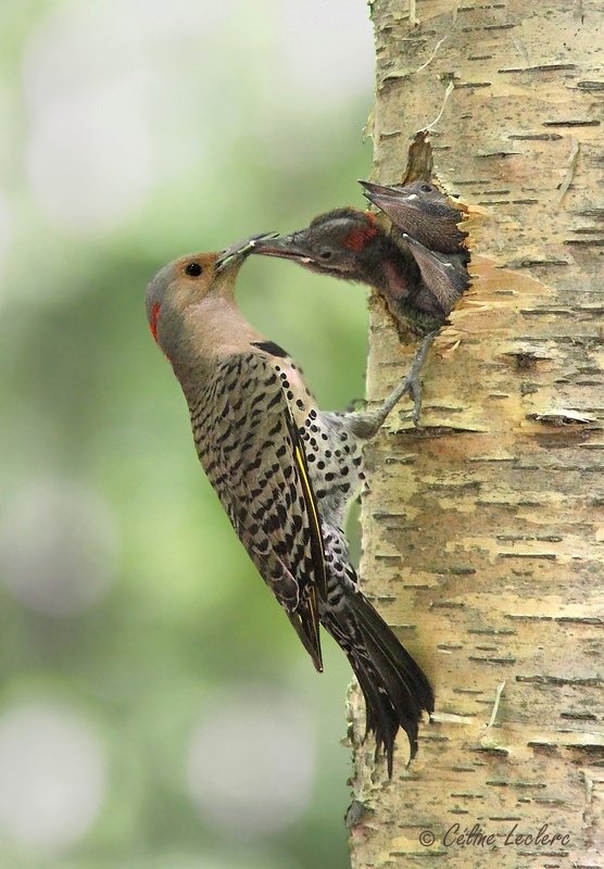 Pic flamboyant_9916 - Northern Flicker