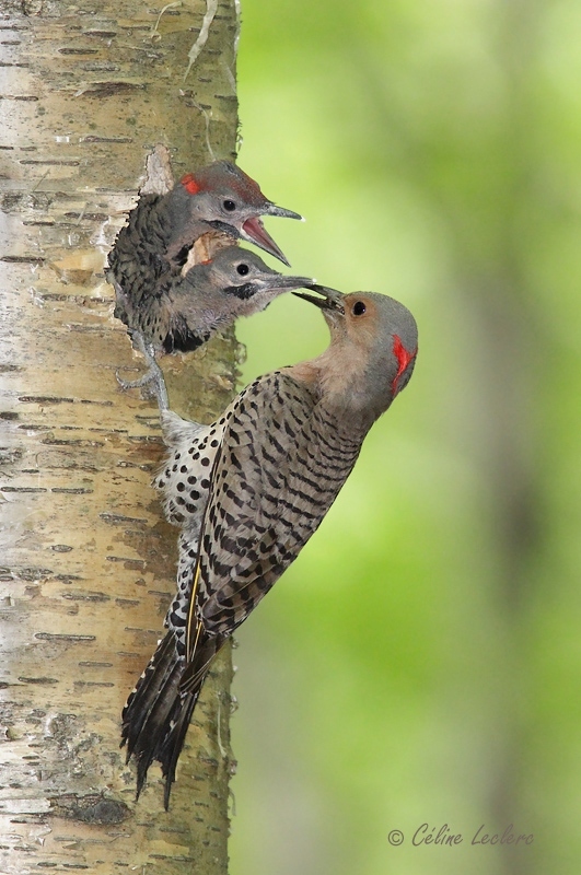 Pic flamboyant_0465 - Northern Flicker