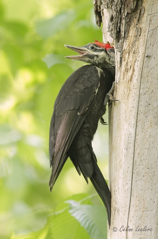 Grand Pic_6612 - Pileated Woodpecker 