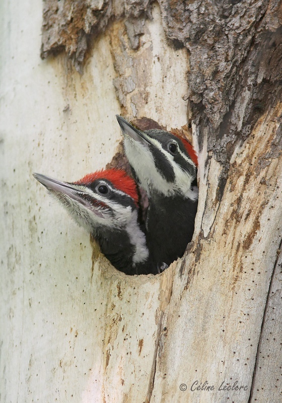 Grand Pic (juvnile)_8156 - Pileated Woodpecker 