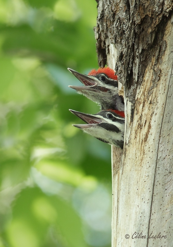 Grand Pic (juvnile)_8223 - Pileated Woodpecker 
