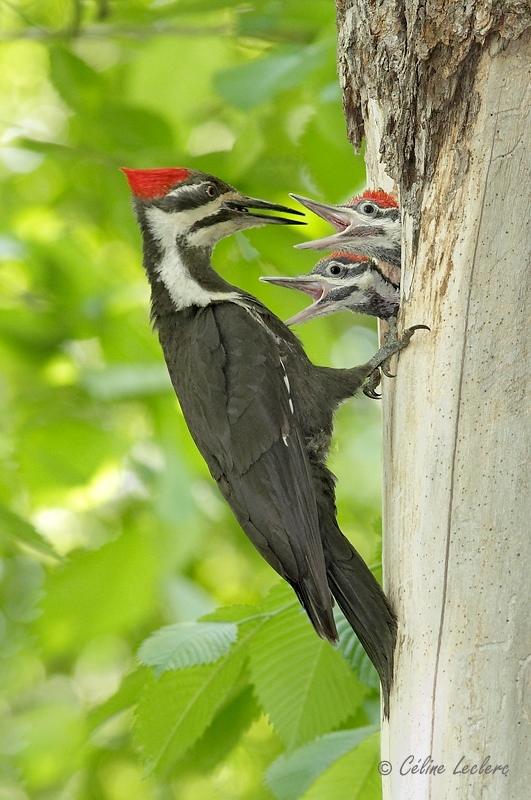 Grand Pic_6551 - Pileated Woodpecker 