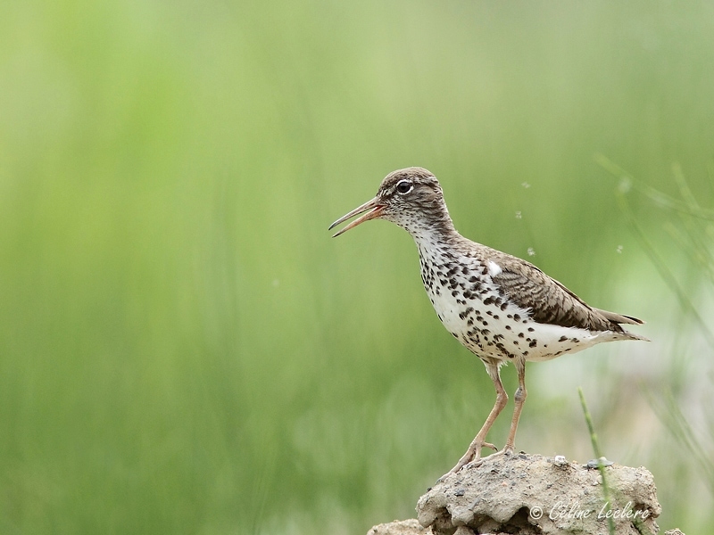 Chevalier grivel_4429 - Spotted Sandpiper