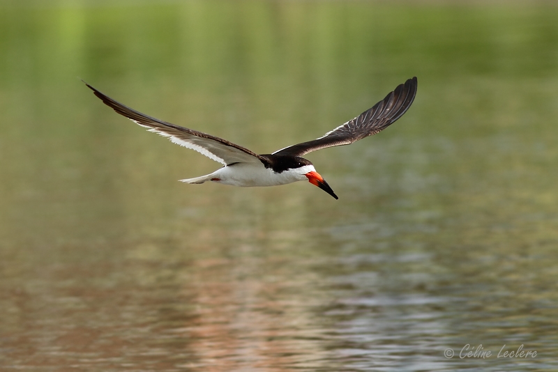 Bec-en-ciseaux noir_7646 - Black Skimmer