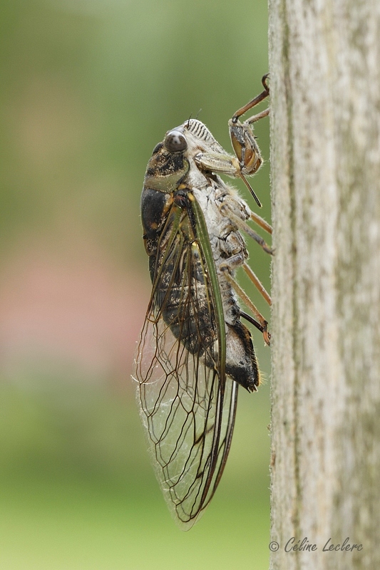 Cigale_8121 - Cicada