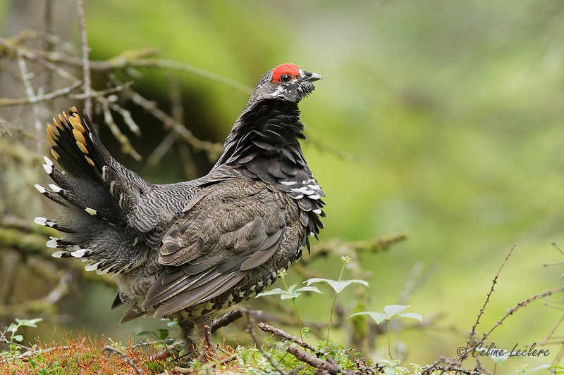 Tétras du Canada (mâle)_8204 - Spruce Grouse