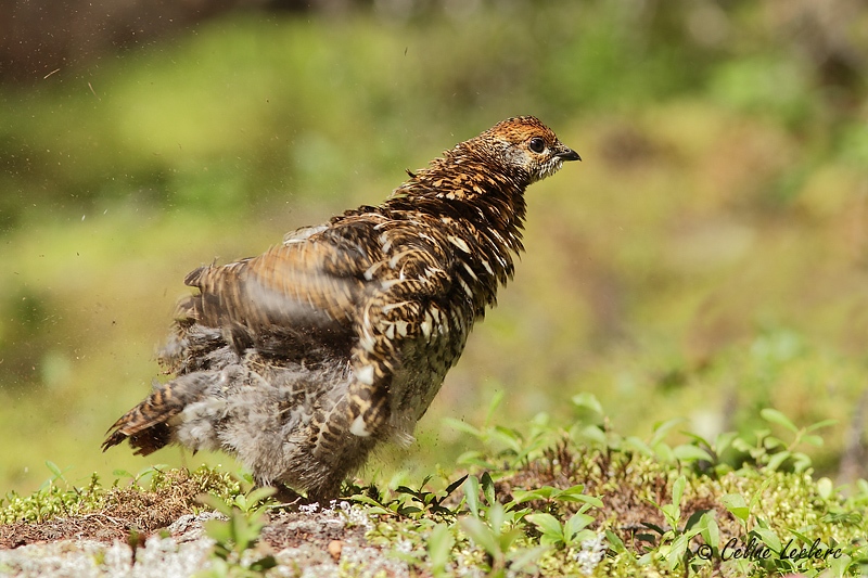 Tétras du Canada_1144 - Spruce Grouse