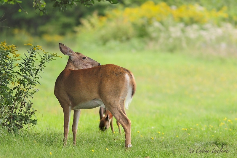 Cerf de Virginie_2653 - White-tailed Deer 