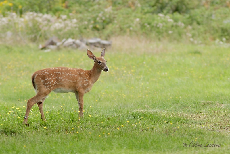 Cerf de Virginie (faon)_2648 - White-tailed Deer 