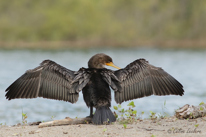 Cormoran  aigrettes_3353 - Double-crested Cormorant