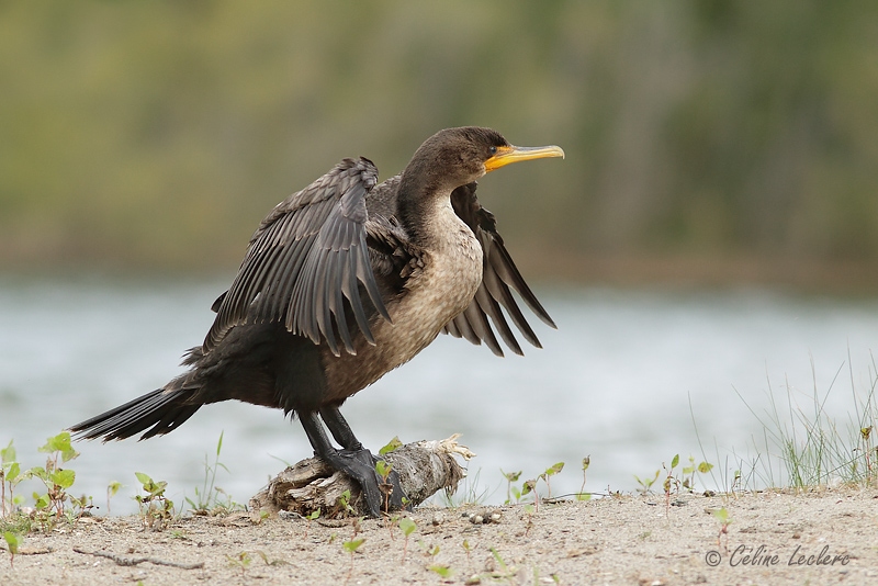 Cormoran  aigrettes_3507 - Double-crested Cormorant